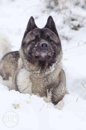 American Akita puppies, Superb quality of world famous lines