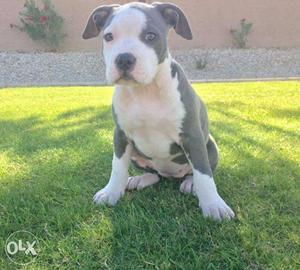 American Pitbull, amrican bully male & female available