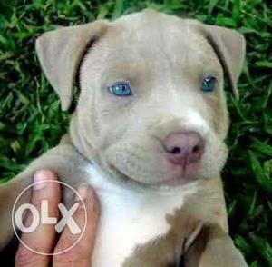 American Pitbulls Pups available in pets kennel all breed