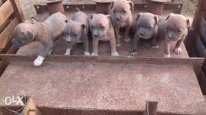 Amrican Bully PuPPi foR saLe 1 month De.. Price