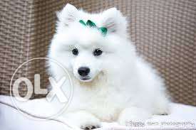Amritsar kennel present snow white spitz male pup