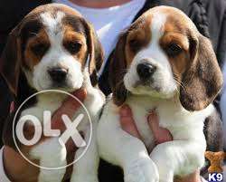 Beagle. Lhasa apso. Golden Retriever `for sell in testify