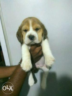 Beagle feamale puppy's /- male /-