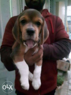 Beagle puppies for sale 1 female and 2 male 2 months old