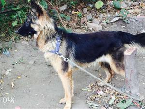 Black And Tan German Shepherd