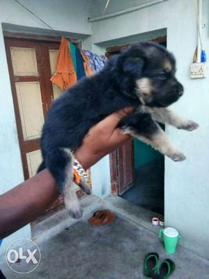 Black And Tan only 4 male German Shepherd Puppy avabiale