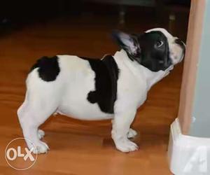 Black And White French Bulldog Puppy