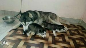 Black And White Siberian Husky femal ppys sell immeadtly..