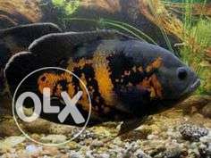 Black And Yellow Aquarium Fish