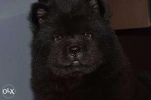 Black Chow-Chow