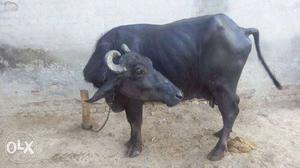 Black Cow In Budhlada
