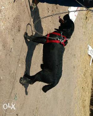 Black Labradore dog for crossing not for sale