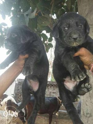 Black Labrador's puppie available pure breed good