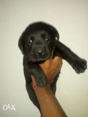 Black labra female. good quality pup. 32 days old.