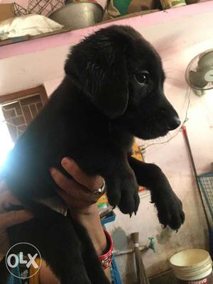Black labrodor puppy for sell 35 days old very