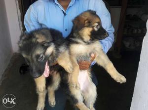Black & tan double coated 1 months gsd poppies