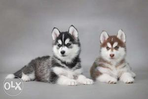 Blue eyes Husky puppies available