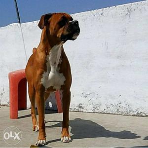 Boxer male dog for mating with female boxer only