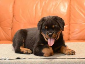 Brown And Black Rottweiler Puppy
