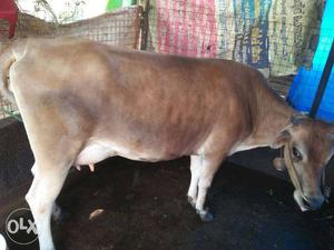 Brown And White Cow