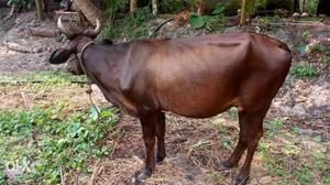 Brown Cow In Kanjikkuzhi