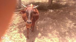 Brown Cow In Lunkaransar