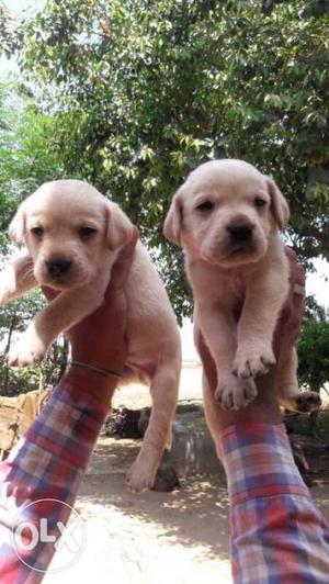 Brown-and-black labrador Puppies available