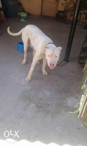 Bully bultair male pup for sale pure white 1mnth