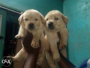 Champion line Labrador puppy available male 