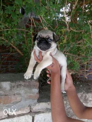 Compect size pug puppies available at Jaipur