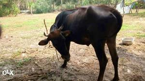 Cow for sale 28