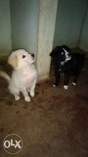 Cute Pomeranian puppies for sale.2 male (white