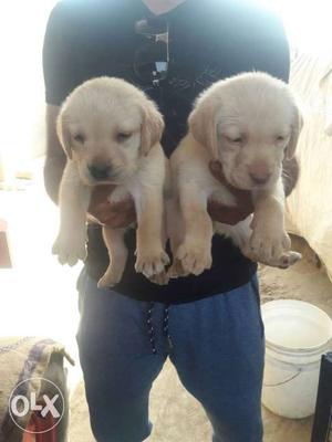 Cutest labrador puppies for sell contact fast