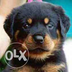 D Rottweiler PLY dog  rs. starting B