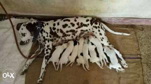 Dalmatian Dog With Puppy Litter