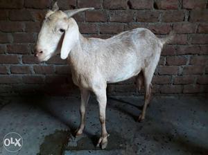 Desi milking goat for sale