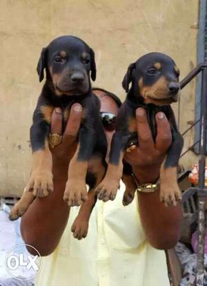 Doberman Puppies available Chocolate colour