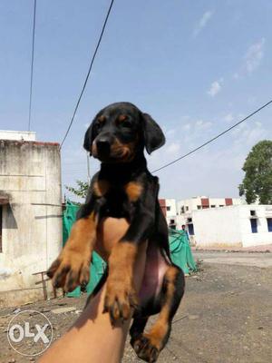 Doberman puppies available black and tan colored
