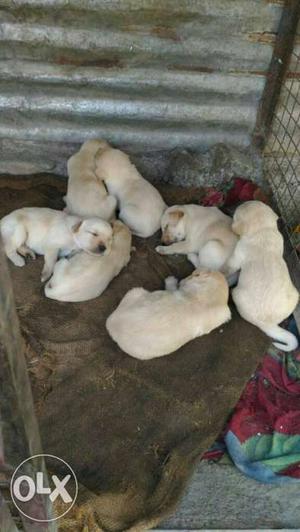 Eight white & black Labrador Retriever importline Puppies