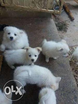 Extra ordinary white color spitz pupp sel