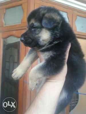 Famous breed Black And Brown German Shepherd Puppy all breed