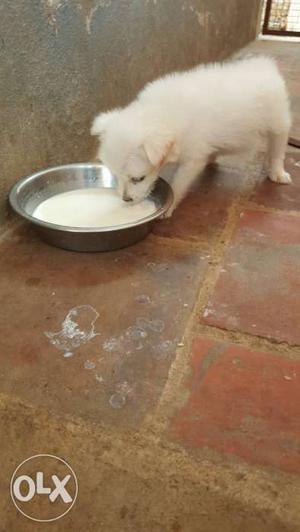 Female white pomariyan puppy