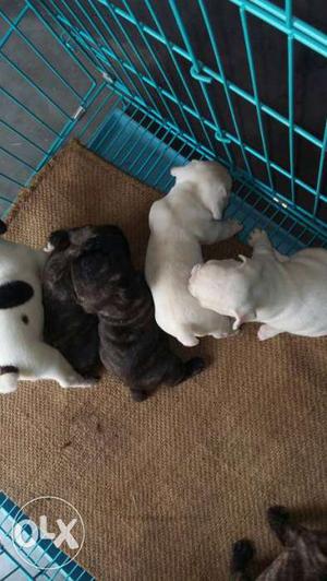 Five American Pitbull Terrier Puppies