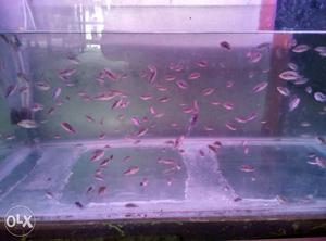 Flowerhorn babies and all variety big size