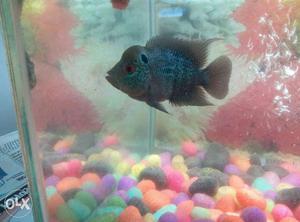 Flowerhorn fish male negotiable in price