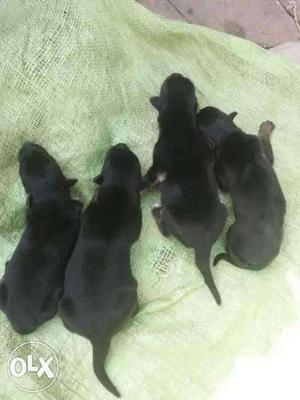 Four Black Short Coat Puppies
