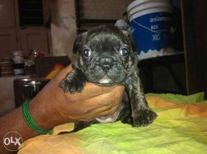 French bull dog puppies for sale.