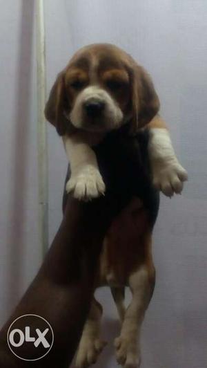 Full active and playfull beagle puppies available