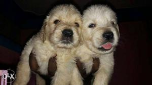 GOLDEN retriever puppies available all Breeds top