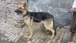 GSD female,, 8 months,,for urgent sale +